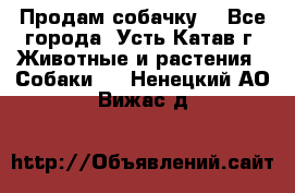 Продам собачку  - Все города, Усть-Катав г. Животные и растения » Собаки   . Ненецкий АО,Вижас д.